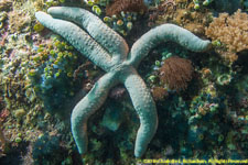 sea star